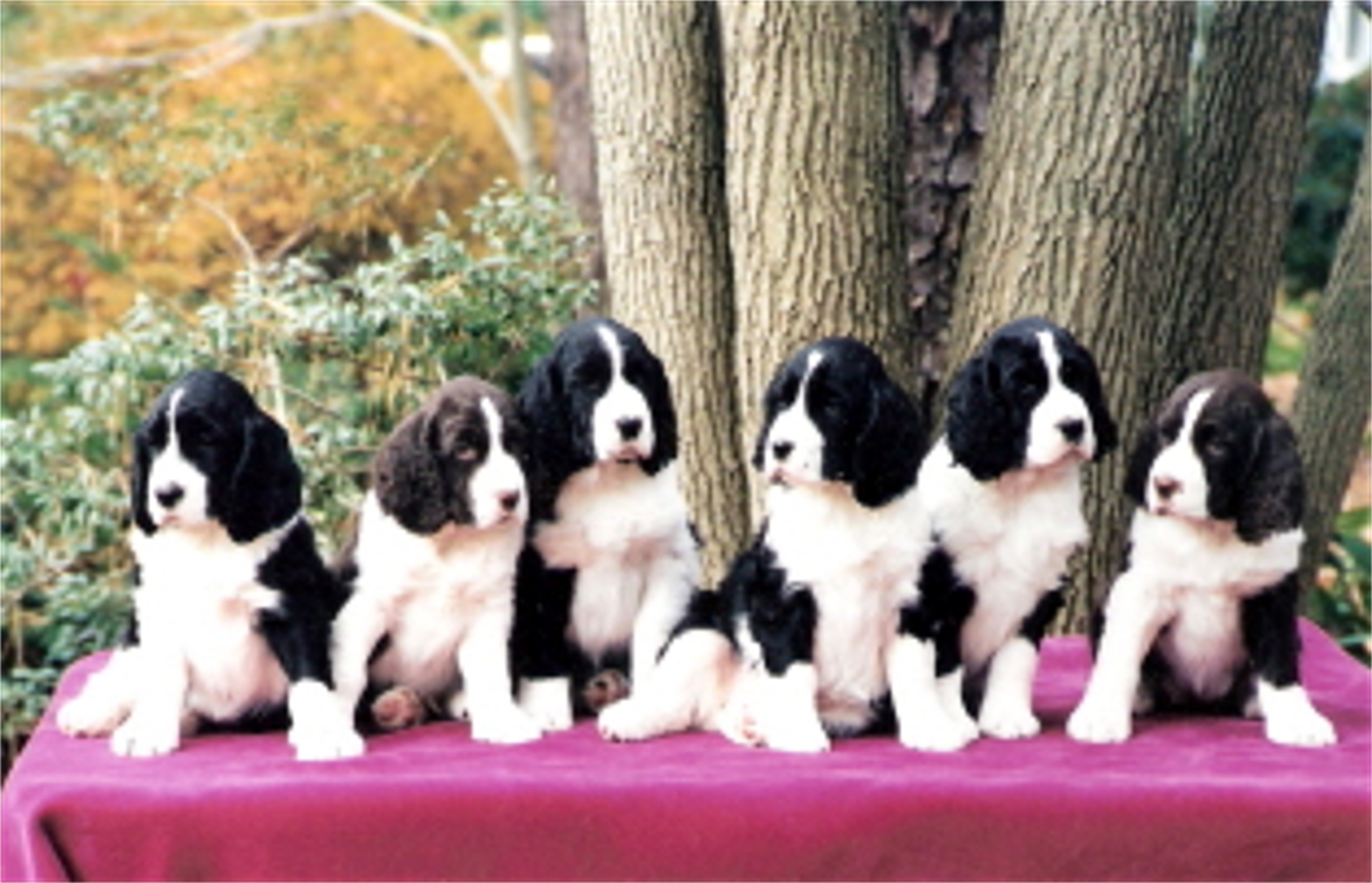 english springer spaniel stud service